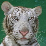 TrackTiger